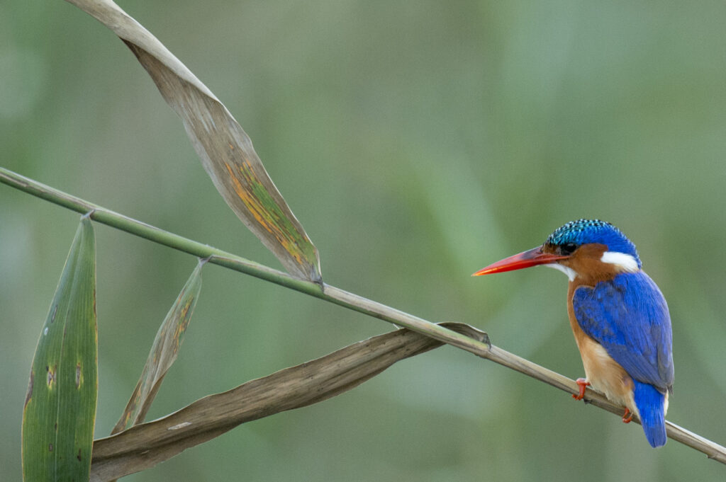 A tiny malachite king fisher rests on a branch.