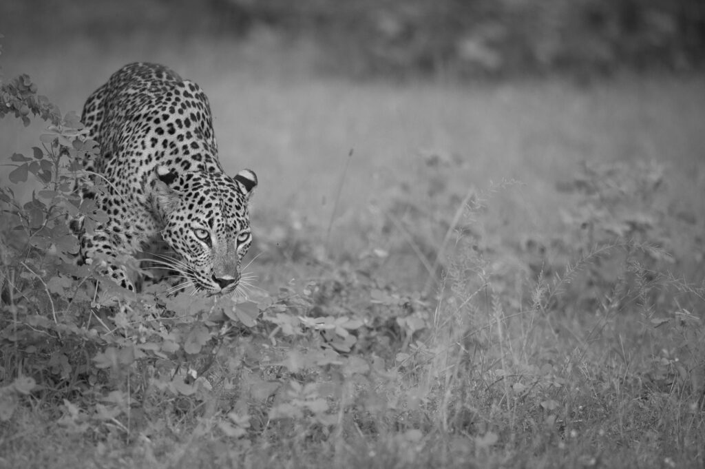Yala National Park in Sri Lanka has the greatest population density of leopards anywhere in the world.