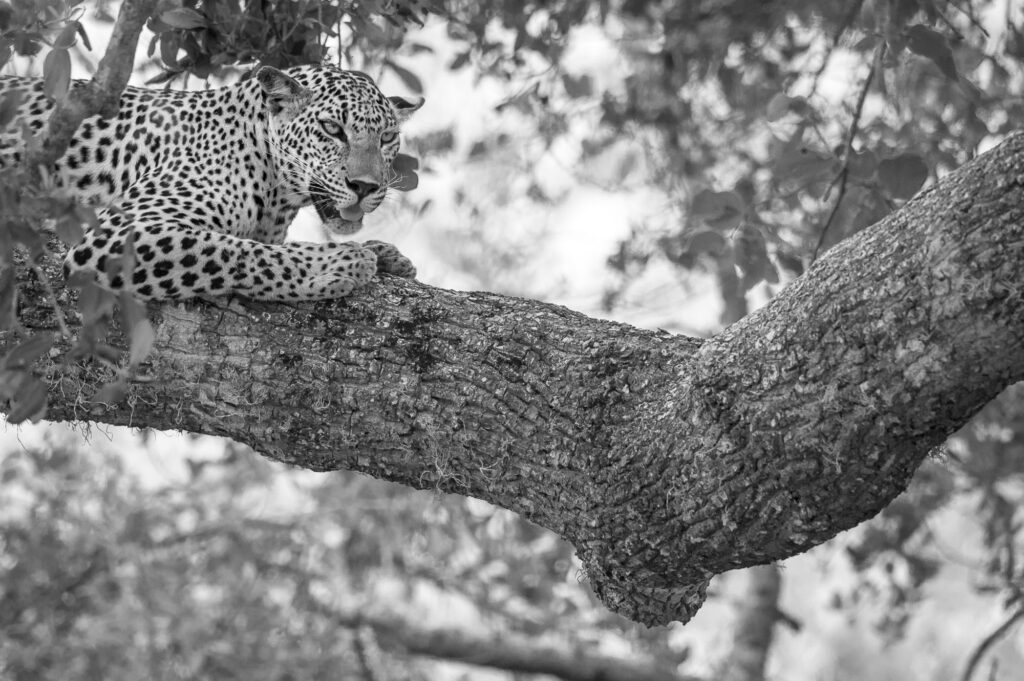 Yala National Park in Sri Lanka has the greatest population density of leopards anywhere in the world.