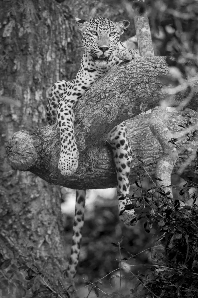 Yala National Park in Sri Lanka has the greatest population density of leopards anywhere in the world.