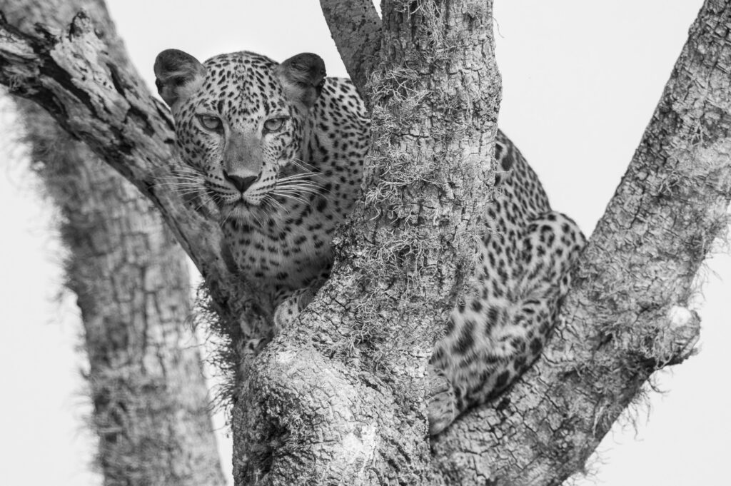 Yala National Park in Sri Lanka has the greatest population density of leopards anywhere in the world.