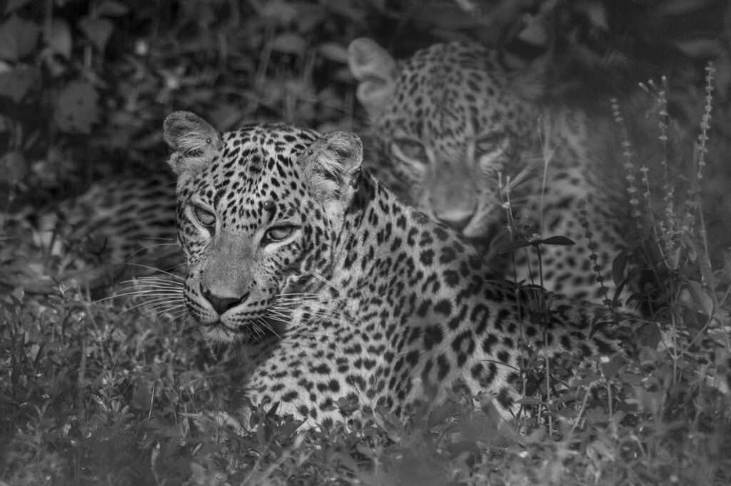 Yala National Park in Sri Lanka has the greatest population density of leopards anywhere in the world.
