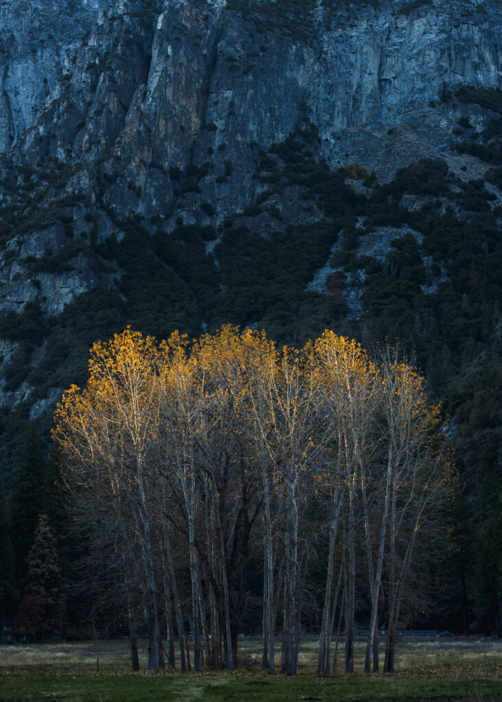 The last leaves of fall, Yosemite
