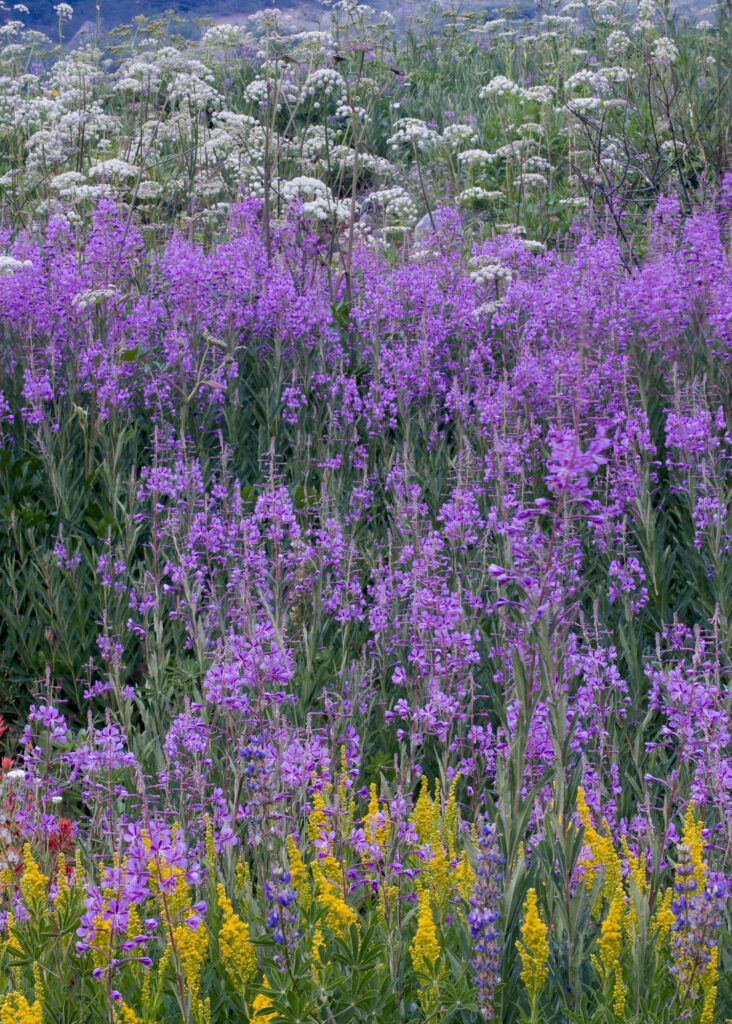 Wildflowers, Yosemite