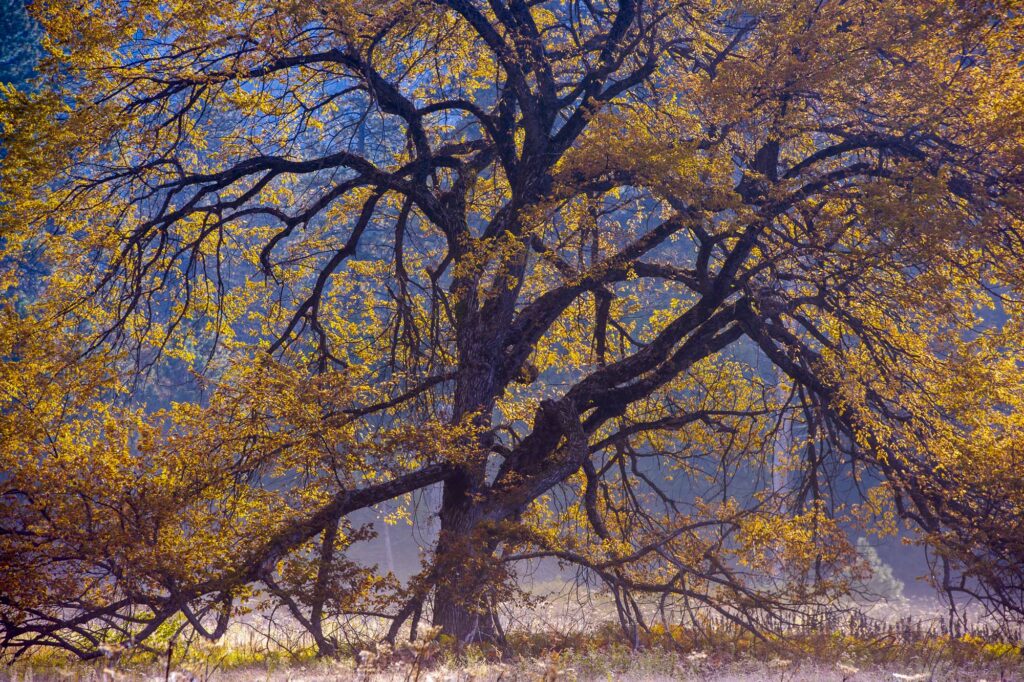 Cook&rsquo;s Meadow Tree, Yosemite
