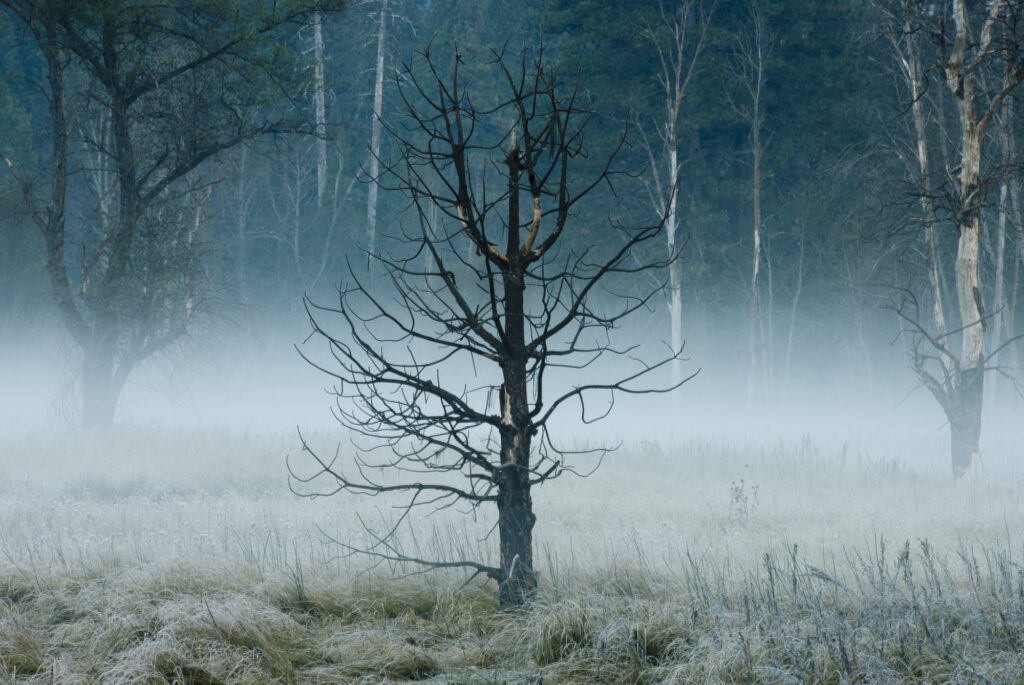 A fire blackened tree in Yosemite Valley