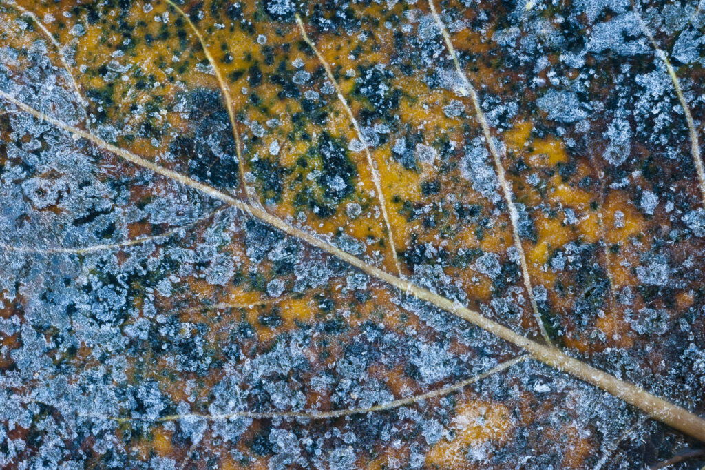 Fallen Leaf in winter, Yosemite