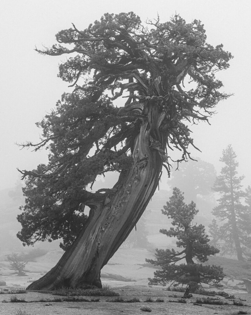 Foggy Morning at Olmstead Point, Yosemite