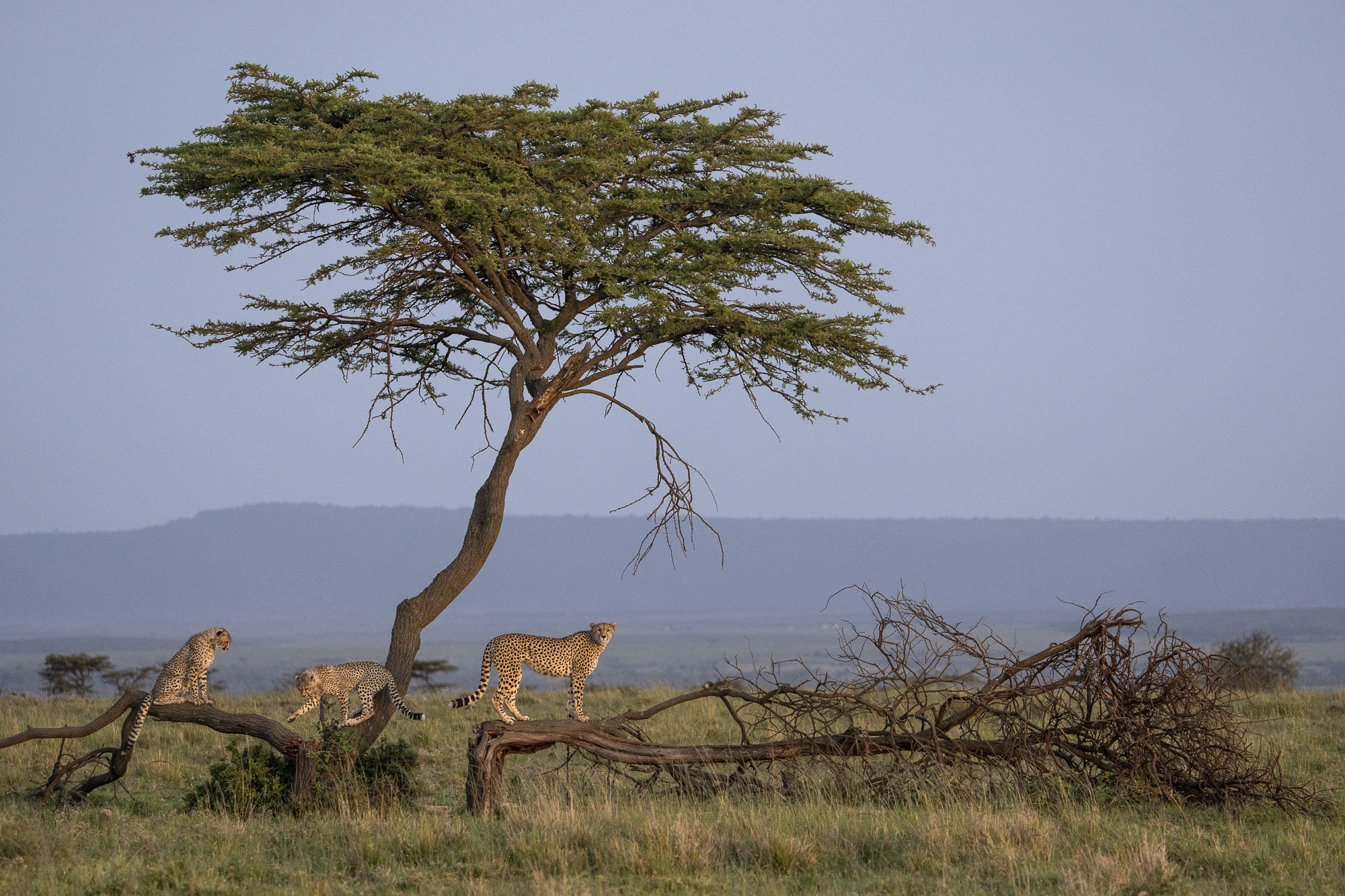 A cheetah family climbs a tree in Kenya's Masai Mara