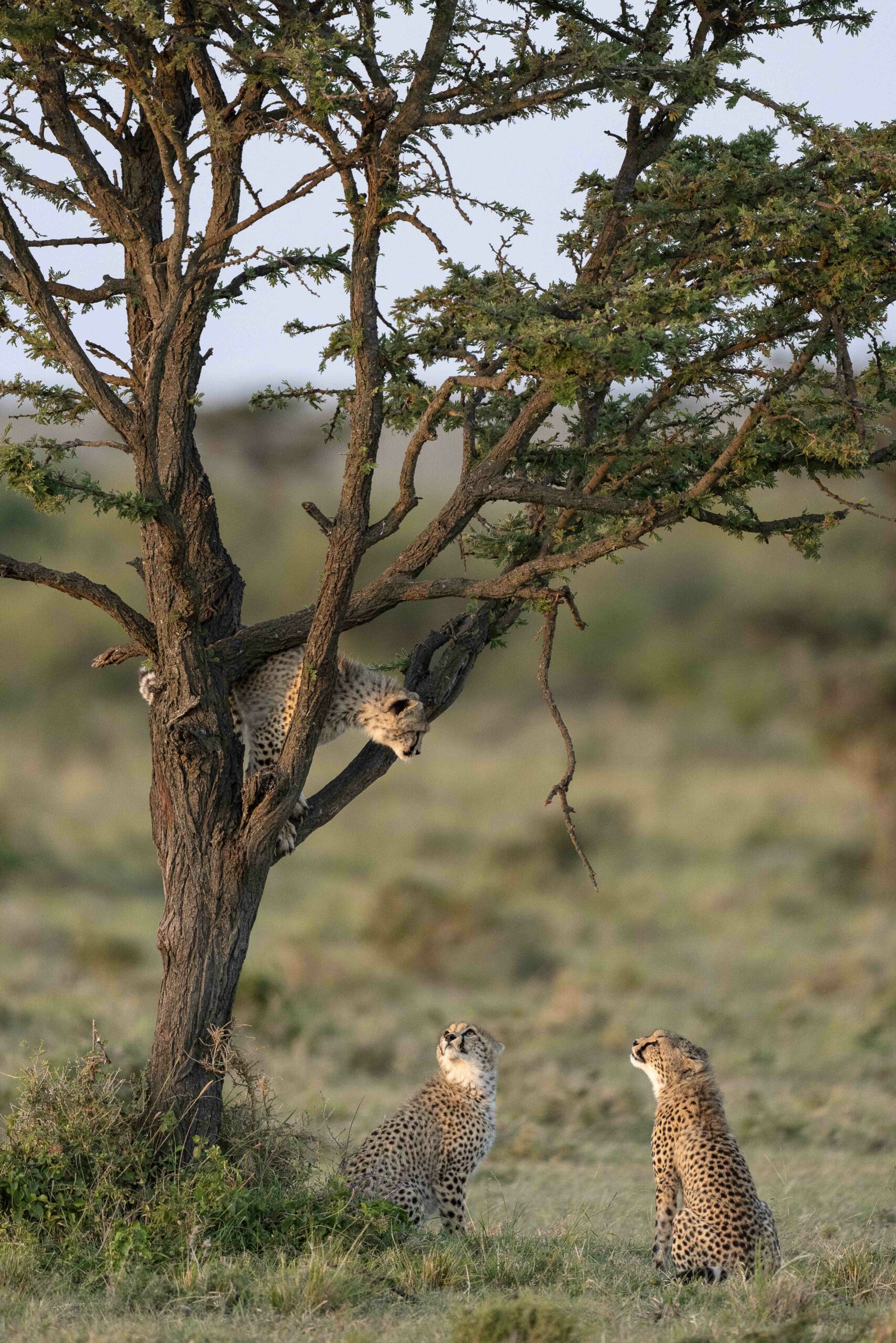 The Life of a Cheetah Family