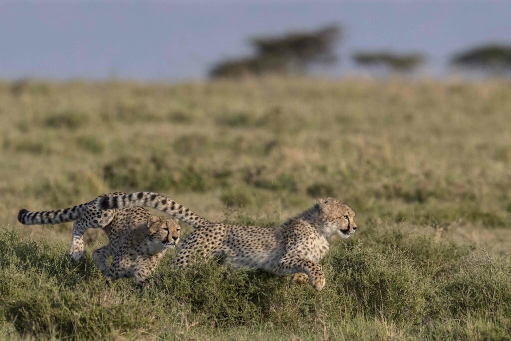 The Life of a Cheetah Family - Jon McCormack Photography