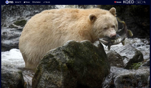 PBS Ecosense For Living